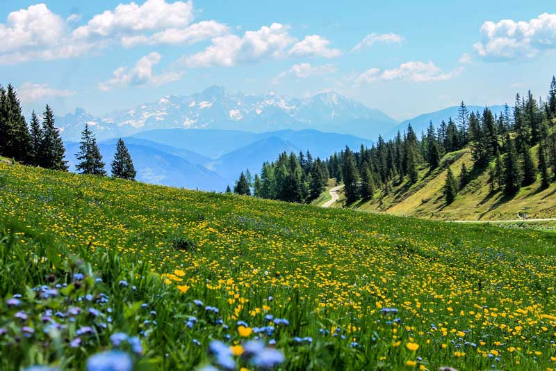 Alpska krema za vene