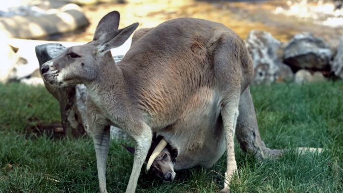 „Divovski“ torbari, drevni stanovnici Australije 1