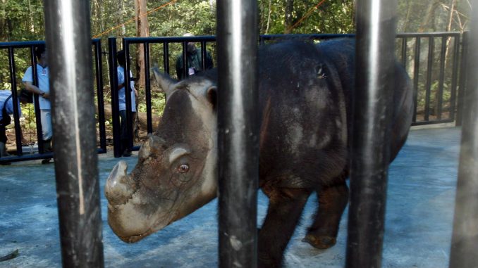 Uginuo poslednji sumatranski nosorog Malezije 1