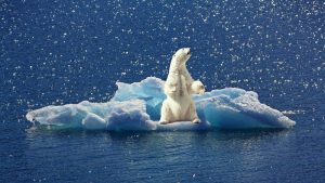 Tri sisara koja bi mogla da nestanu zbog klimatskih promena 3 Tri sisara koja bi mogla da nestanu zbog klimatskih promena 3
