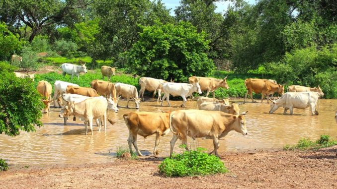 Gambija - mala zemlja posvećena borbi protiv klimatskih promena 1