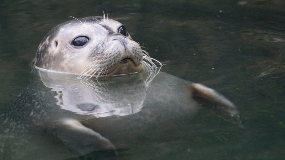 Kako foka pomaže NASI da prikupi važne podatke o klimatskom sistemu? 2 Kako foka pomaže NASI da prikupi važne podatke o klimatskom sistemu? 2