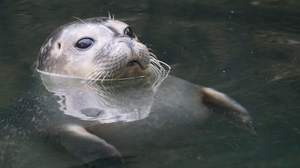 Kako foka pomaže NASI da prikupi važne podatke o klimatskom sistemu? 2