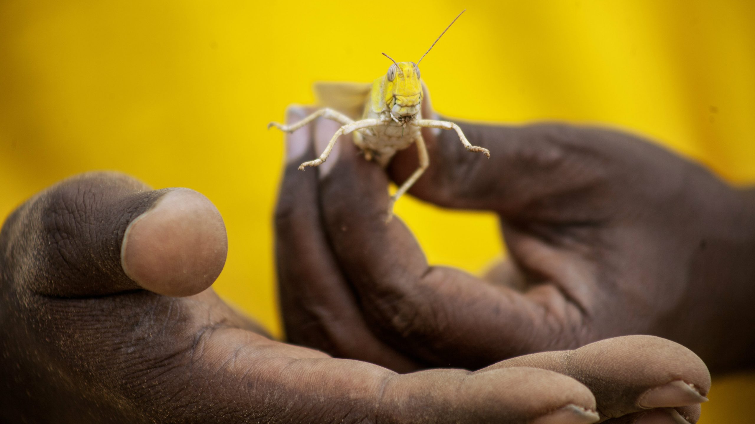 U istočnoj Africi najveća najezda skakavaca u poslednjih 25 godina 2