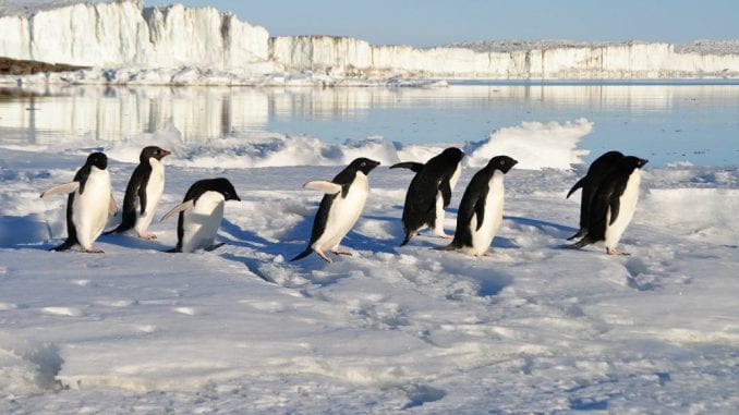 Populacija pingvina na Antarktiku opala za 77 odsto 1