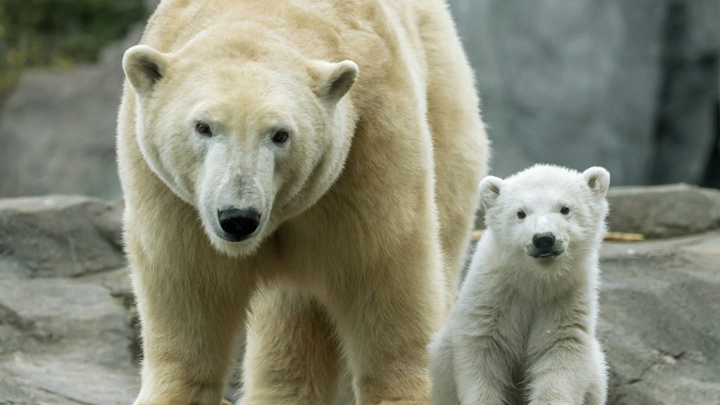 Međunarodni dan polarnih medveda 2