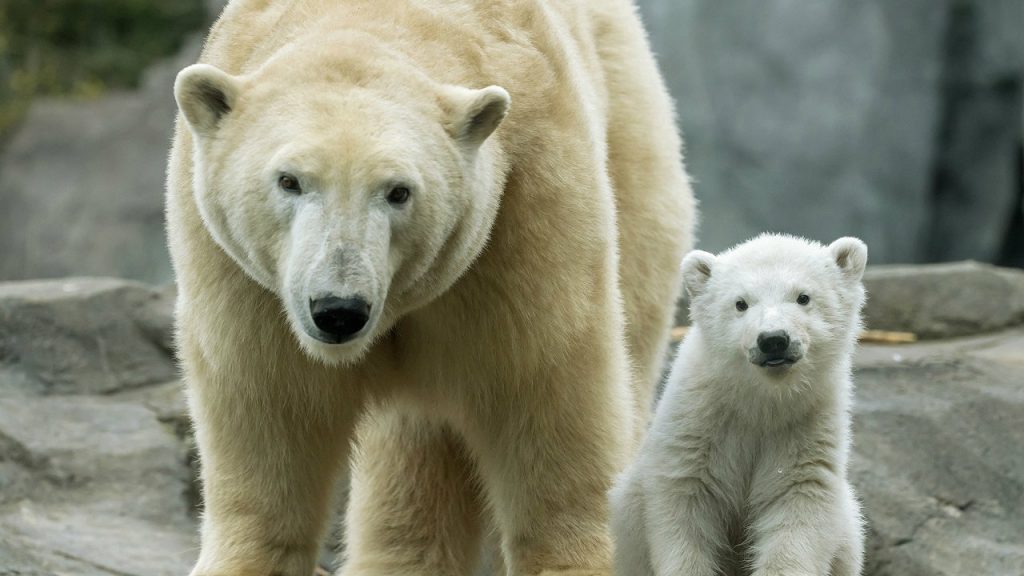Međunarodni dan polarnih medveda 2 Međunarodni dan polarnih medveda 2