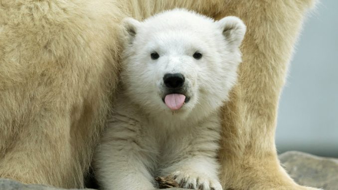 Međunarodni dan polarnih medveda 1
