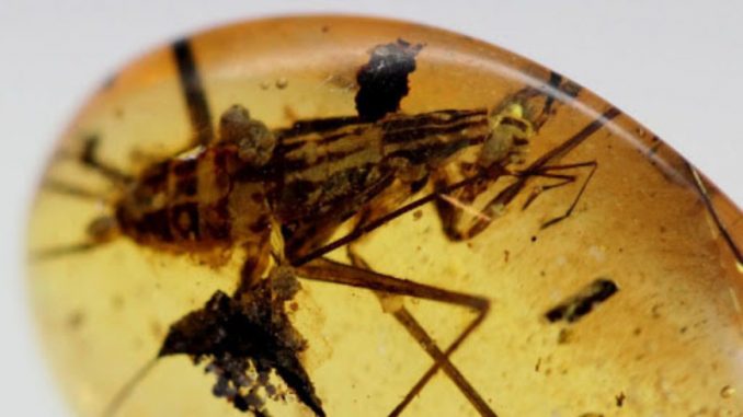 Nova otkrića o bubašvabama iz mjanmarskih pećina 1