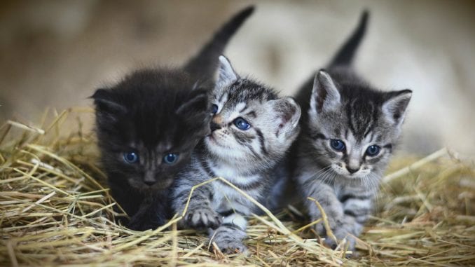 Veterinari preporučuju vlasnicima da mačke ne izlaze napolje zbog korona virusa 1