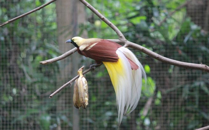 Papua Nova Gvineja: Neobične rajske ptice 1