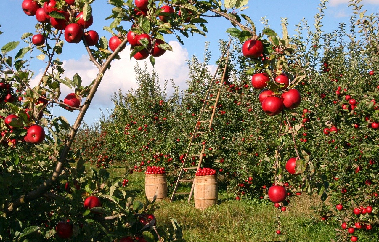 Kako klimatske promene utiču na poljoprivredu u Srbiji? 2