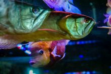 U Javnom akvarijumu: Mesto gde su životinje uvek na prvom mestu (FOTO) 14