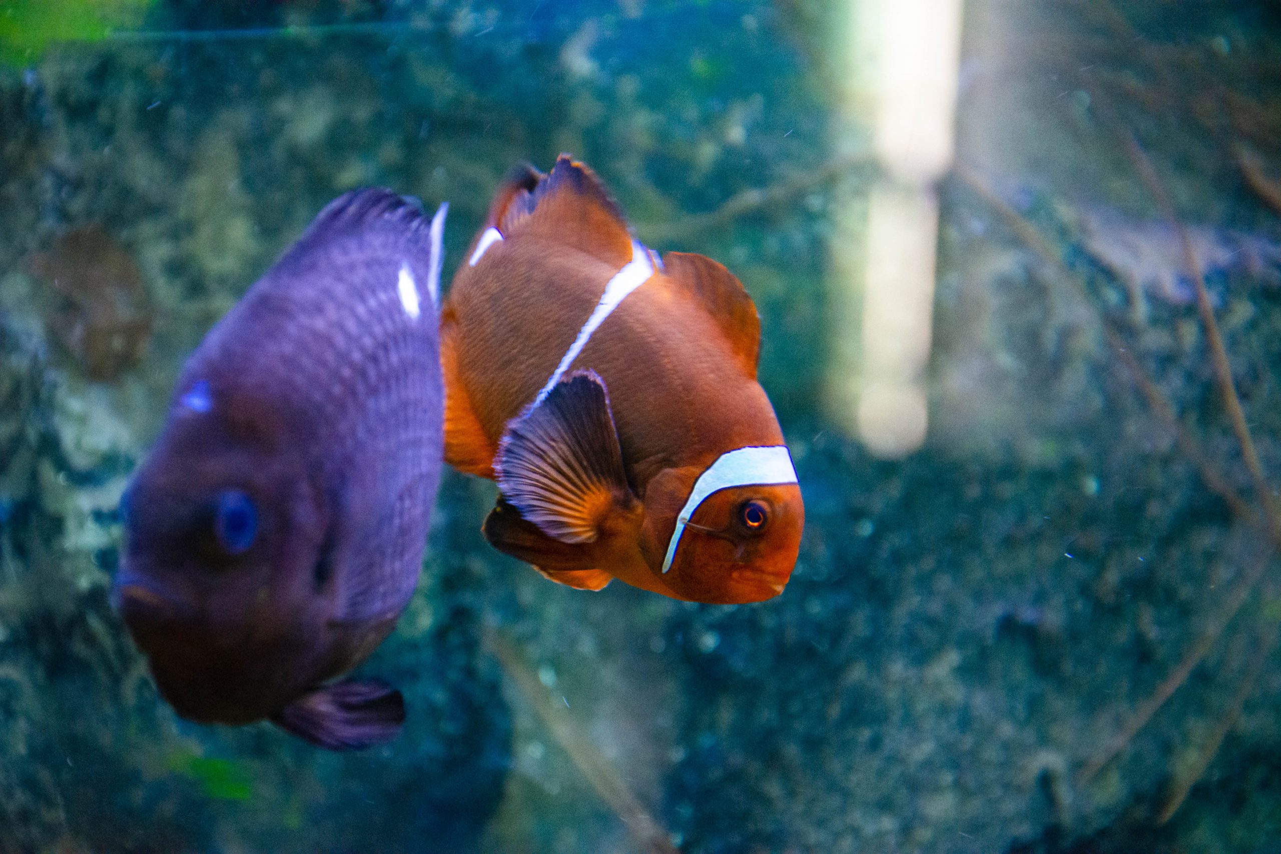 U Javnom akvarijumu: Mesto gde su životinje uvek na prvom mestu (FOTO) 5