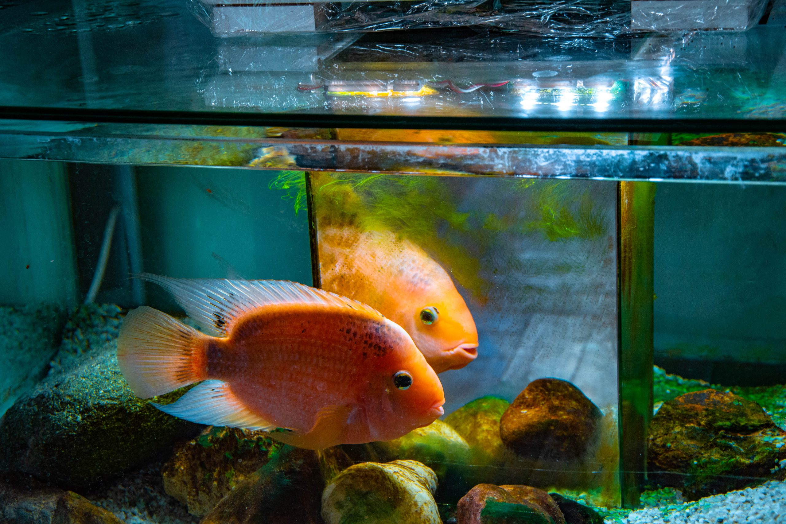 U Javnom akvarijumu: Mesto gde su životinje uvek na prvom mestu (FOTO) 8