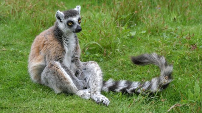 Promena klime preti opstanku jednog od simbola Madagaskara 1