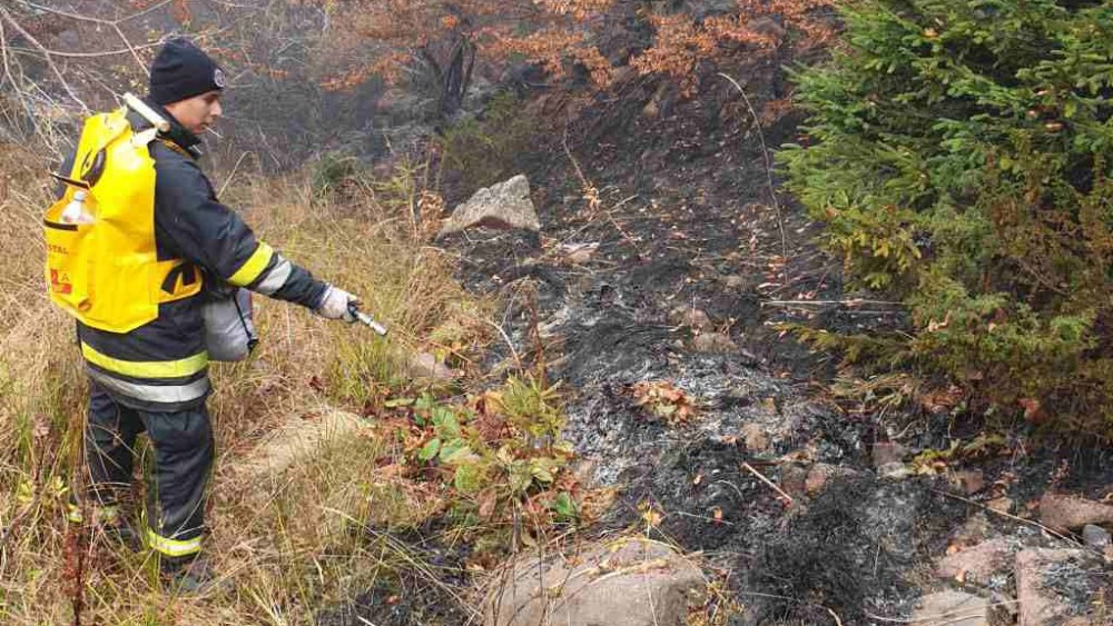 Da li zbog klimatskih promena ima više šumskih požara? 3