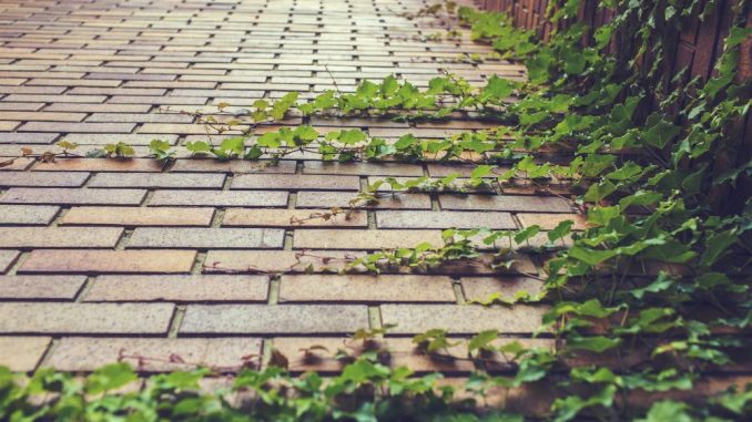 Kako rešenja zasnovana na prirodi zaustavljaju klimatske promene? 1