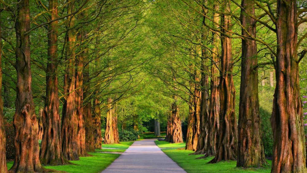 Kako rešenja zasnovana na prirodi zaustavljaju klimatske promene? 2