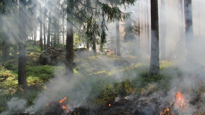 Da li zbog klimatskih promena ima više šumskih požara? 1