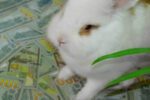 kineski-horoskop-za-2023:-evo-sta-ce-vam-doneti-godina-zeca