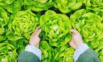povrce-bez-kojeg-ne-bismo-mogli-zamisliti-rucak:-zelena-salata-je-zdrava-i-niskokaloricna,-no-ima-i-neke-manje-poznate-ucinke-na-zdravlje