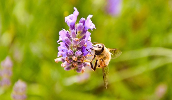 vrste-meda-i-nacin-njihovog-dobijanja