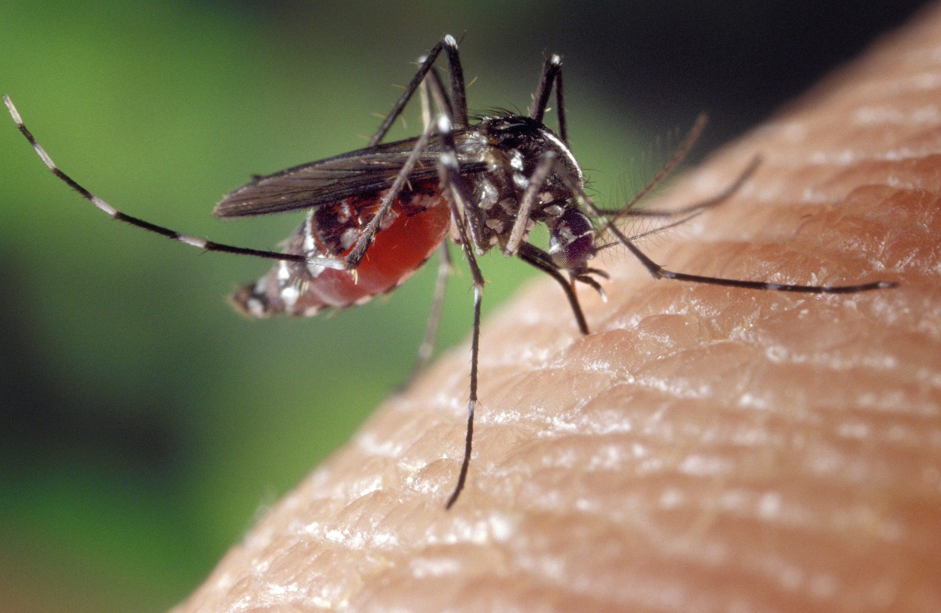 zastitite-se-od-uboda-komaraca:-lisce-ove-biljke-daje-brojne-zdravstvene-blagodati-koje-mozete-prakticno-iskoristiti