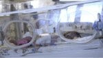 sto-je-enterovirusni-meningitis-kojim-su-zarazene-bebe-na-svetom-duhu:-moze-biti-veoma-opasan