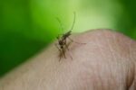 otkrijte-prirodnu-zastitu-od-komaraca:-dve-biljke-za-uzivanje-na-otvorenom-bez-ujeda-i-svraba