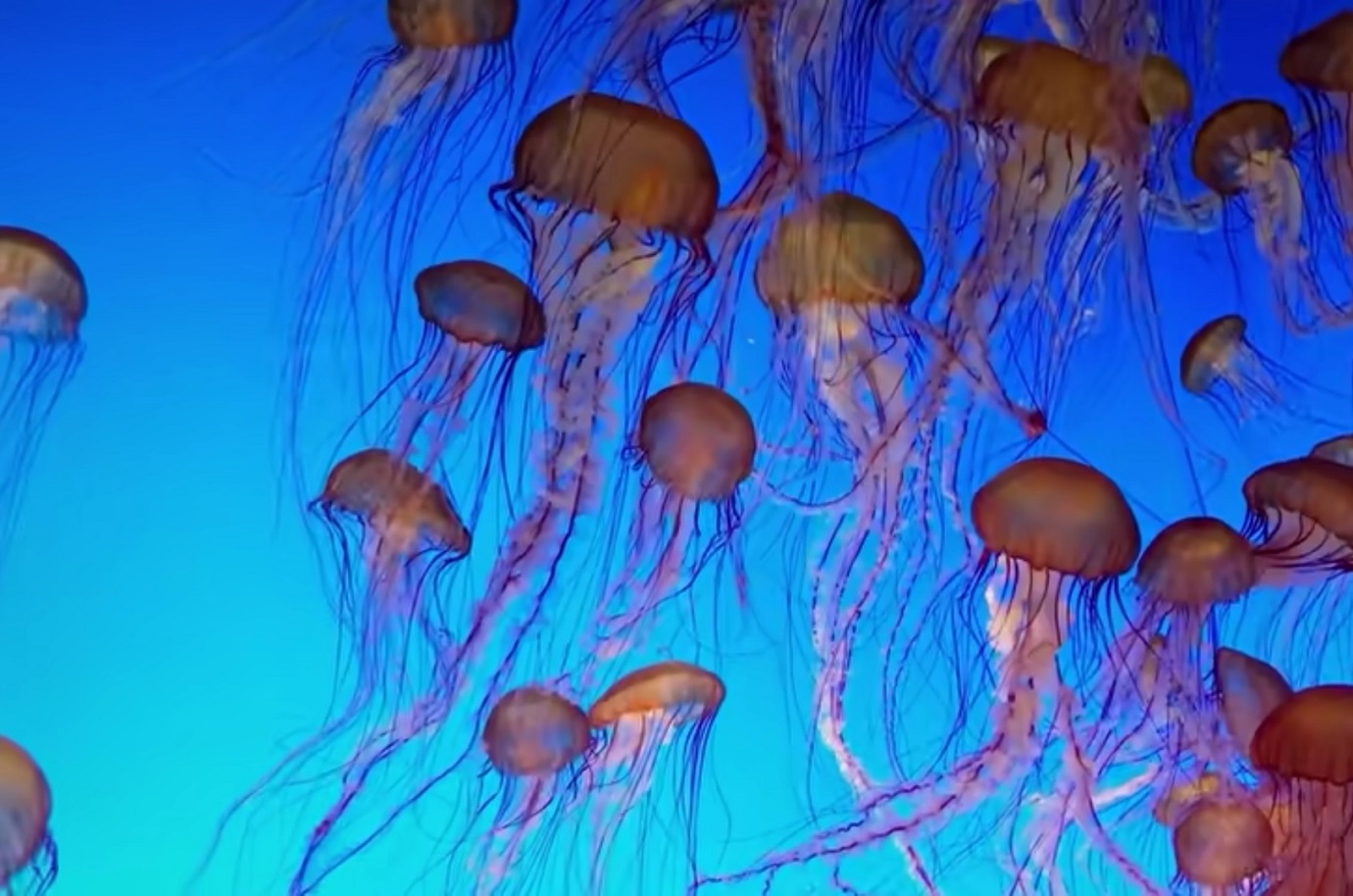 treba-li-se-doista-pomokriti-po-tijelu-ako-vas-opece-meduza?-strucnjaci-kazu-da-je-to-mit-i-savjetuju-sto-uciniti