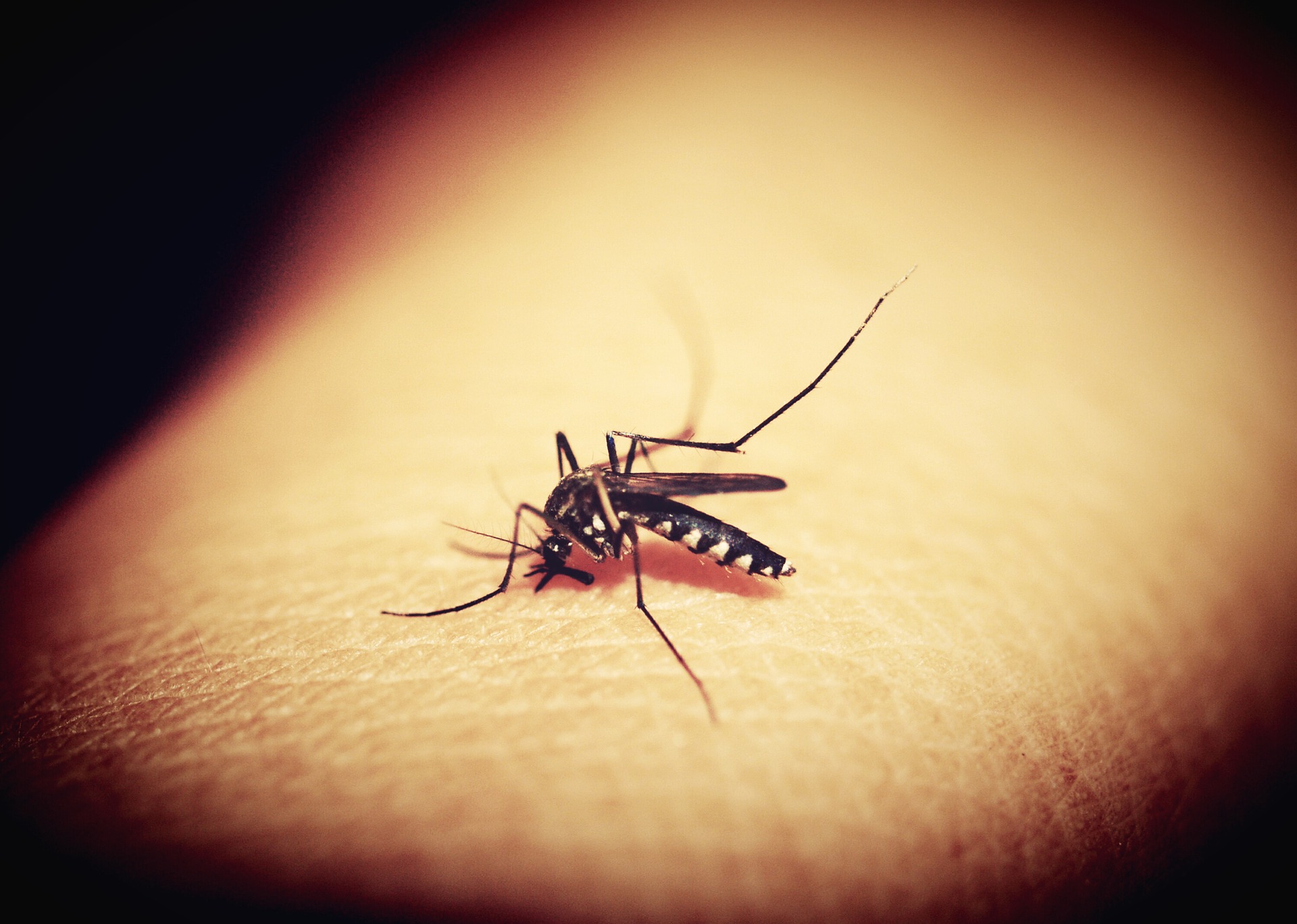 ljeto-je-pri-kraju,-ali-ne-i-najezde-komaraca:-donosimo-prirodne-nacine-kako-ih-se-mozete-rijesiti