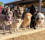 svinja-je-odrasla-sa-pet-pasa,-pa-sada-i-sama-misli-da-je-jedna-od-njih:-pogledajte-kako-izgledaju-avantura-ove-preslatke-bande