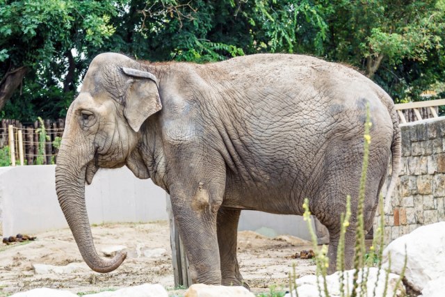 uginula-slonica-tvigi:-bila-je-jedan-od-simbola-beogradskog-zoo-vrta