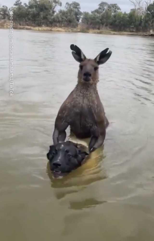 neverovatna-situacija:-kengur-pokusao-da-udavi-psa,-pa-se-potukao-sa-vlasnikom-(video)