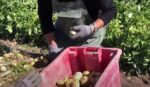 razotkrivena-tajna-najskupljeg-krumpira:-cijena-kilograma-doseze-i-do-500-eura
