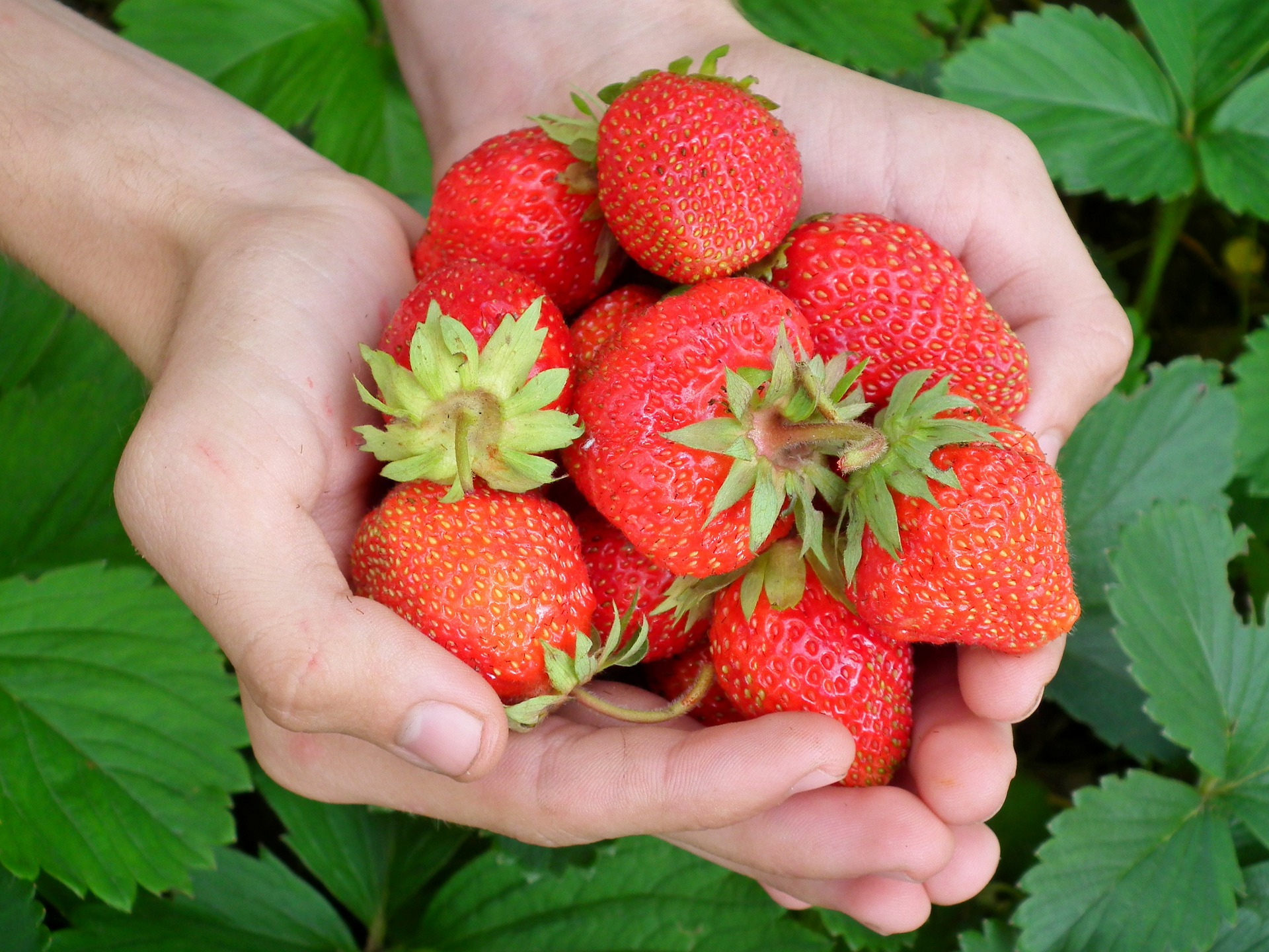 ocistite-jagode-od-pesticida-pomocu-ove-3-namirnice-koje-imate-kod-kuce