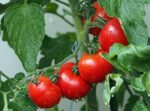 jaca-kosti,-zateze-kozu,-ubrzava-probavu…-5-razloga-zasto-paradajz-treba-jesti-svaki-dan