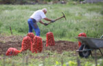 strucnjakinja-upozorava-kakav-krumpir-nikada-ne-jede:-‘riskirate-veliki-problem’